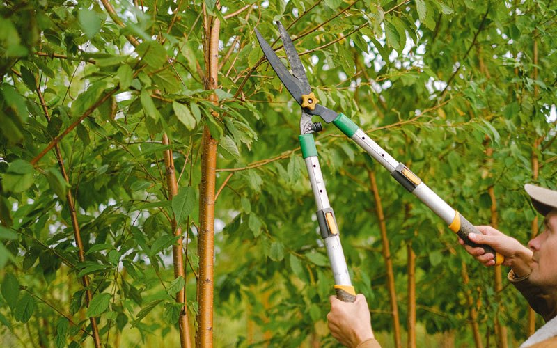 Tree trimming in Willow Hill, PA